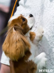 Пражский крысарик, хотошо и кангал: в Туле прошла выставка собак всех пород, Фото: 111