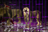 Шоу фонтанов «13 месяцев» в Тульском цирке – подарите себе и близким путевку в сказку!, Фото: 72