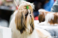 Пражский крысарик, хотошо и кангал: в Туле прошла выставка собак всех пород, Фото: 107