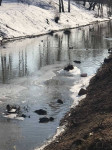 В Туле по соседству с Ледовым дворцом загрязняют реку Рогожня, Фото: 4