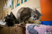 Волонтеры спасли кошек из адской квартиры, Фото: 34