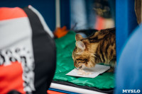 Выставка кошек "Конфетти", Фото: 54
