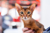 Международная выставка кошек в ТРЦ "Макси", Фото: 41