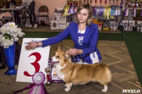 Выставка собак в ДК "Косогорец", Фото: 10