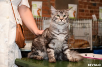 Выставка кошек в Искре, Фото: 51