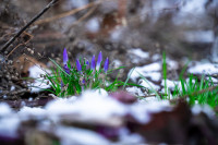 Весна идет!, Фото: 15