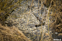 В реке Чернь погибла рыба, Фото: 9