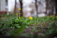 Аномальное цветение апреля: в Туле уже распустилась черемуха, Фото: 8