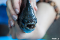 Рыбка с "человеческими" зубами в тульском экзотариуме, Фото: 2