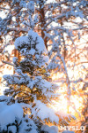 Снежное Поленово, Фото: 73