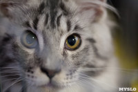 В Туле прошла выставка «Пряничные кошки» , Фото: 24