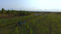 Виноград с южных склонов Дубны: как работает необычная семейная ферма в Тульской области, Фото: 18