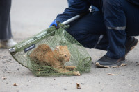 Спасатели выловили рыжего кота, который упал в воду с дамбы на Казанской набережной, Фото: 28