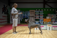 В Туле прошла выставка собак всех пород, Фото: 132