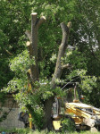 вырубка деревьев во дворе дома №33 по ул. Горького в Туле, Фото: 15