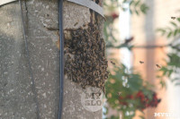 В Туле в фонарном столбе поселились пчелы, Фото: 6