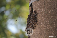 В Туле в фонарном столбе поселились пчелы, Фото: 5