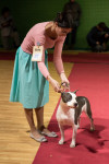 В Туле прошла выставка собак всех пород, Фото: 153