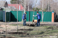 На ул. Чмутова в Туле высадили 50 кленов, Фото: 1