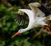 , Фото: 4