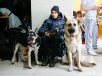 Выставка собак в Туле, Фото: 6