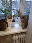 Коты наших подписчиков, Фото: 16