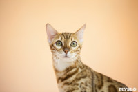 В Туле прошла выставка «Пряничные кошки» , Фото: 115