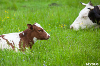 Коровы, свиньи и горы навоза в деревне Кукуй: Роспотреб требует запрета деятельности токсичной фермы, Фото: 16