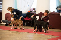 Выставка собак в ДК "Косогорец", Фото: 73