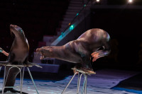 Успейте посмотреть шоу «Новогодние приключения домовенка Кузи» в Тульском цирке, Фото: 32