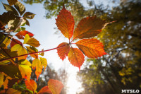 Золотая осень в Тульской области, Фото: 66