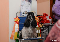 Выставки собак в ДК "Косогорец", Фото: 71