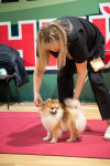 В Туле прошла выставка собак всех пород, Фото: 105