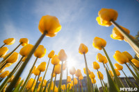 Тюльпаны в Туле, Фото: 53