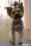 «Модная собачка»: неповторимый образ по доступной цене, Фото: 1