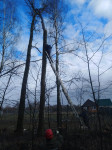 Сильный ветер в Туле повалил деревья, Фото: 7