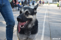 Выставка собак в Туле, Фото: 19