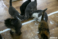 Кошки из адской квартиры, Фото: 25
