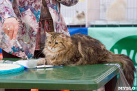 Выставка кошек в Туле, Фото: 82