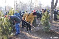 В Рогожинском парке Тулы посадили 75 кедров, Фото: 3