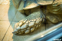 Черепахи в экзотариуме, Фото: 31