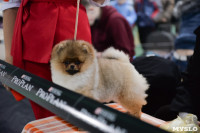 Выставка собак в Туле , Фото: 34