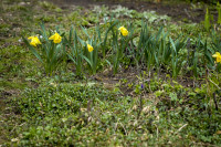Весна 2020 в Туле: трели птиц и первые цветы, Фото: 45