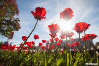 Тюльпаны в Туле, Фото: 28