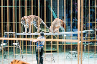 "Чудеса под Новый год" в Тульском цирке, Фото: 106