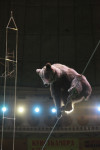 Новая программа в тульском цирке, Фото: 18