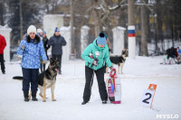 В Туле прошла Всероссийская выставка собак, Фото: 17