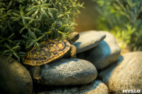 Черепахи в экзотариуме, Фото: 11