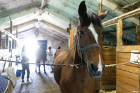 А пони тоже кони: 9-летняя тулячка – числе лучших в конном спорте по выездке, Фото: 8