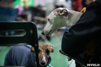 Выставка собак в Туле, Фото: 220